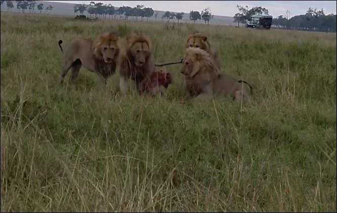 Bầy sư tử tấn công linh cẩu.