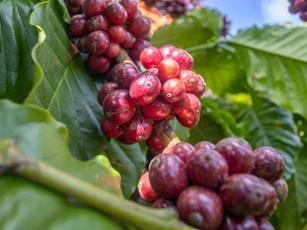 Giá nông sản ngày 5/11/2025: Cà phê bật tăng mạnh, hồ tiêu giảm nhẹ