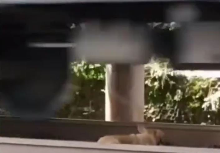 Chú chó thoát chết thần kỳ khi đoàn tàu ầm ầm lao qua đầu