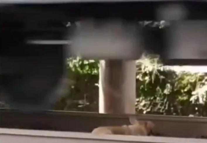 Ảnh cắt từ clip.