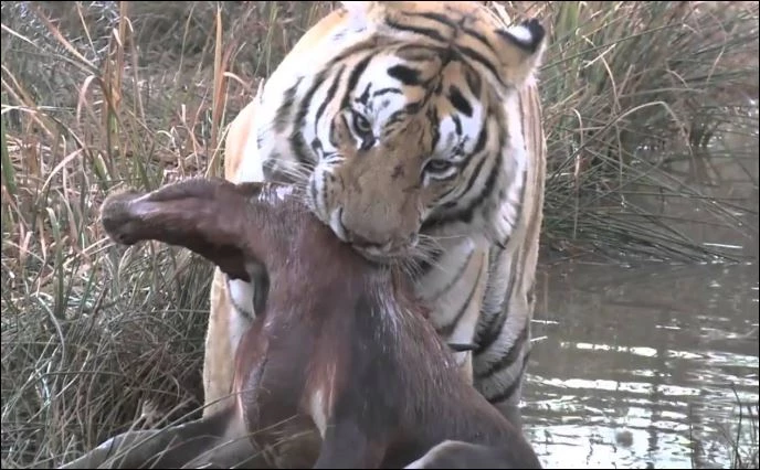 Hổ hạ sát linh dương blesbok.