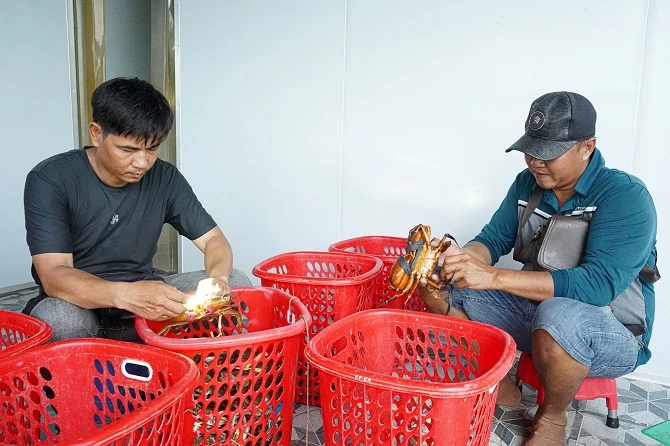 Cua Cà Mau được tuyển chọn trước khi xuất khẩu.