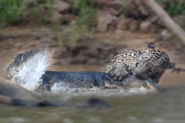 Báo đốm săn cá sấu.