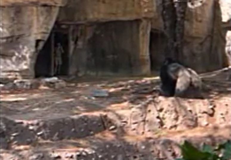 Khỉ đột nổi điên truy đuổi hai nữ nhân viên vườn thú, du khách hoảng loạn la hét