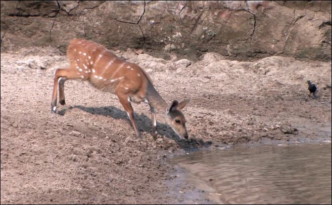 Linh dương né đòn tuyệt đỉnh, tránh khỏi cú đớp ‘tử thần’ của cá sấu