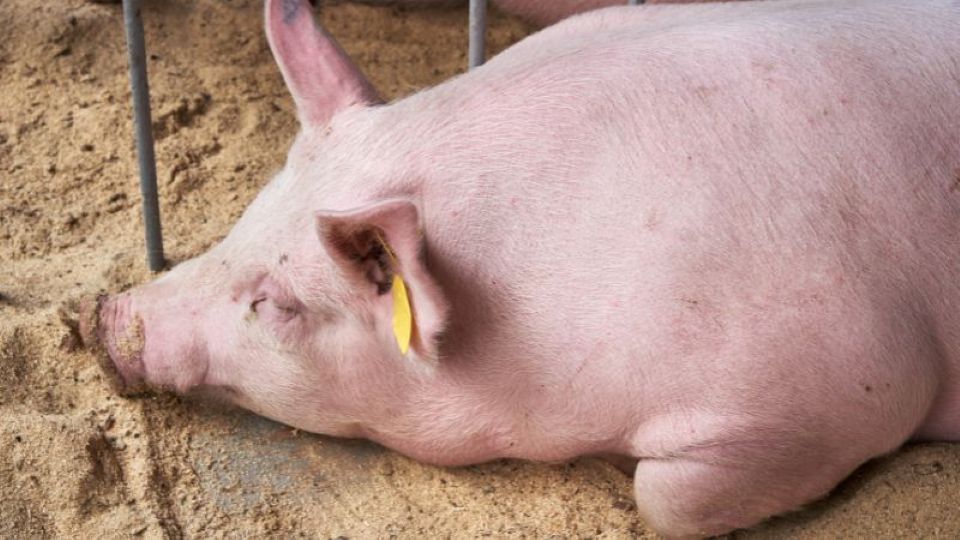 Giá heo hơi ngày 6/11/2025: Giảm tại nhiều địa phương