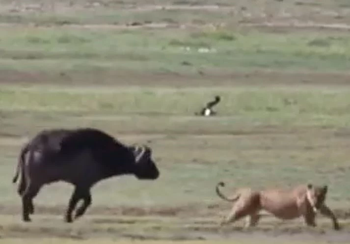 Ảnh cắt từ clip.