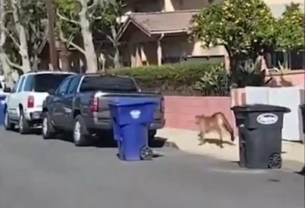 Ảnh cắt từ clip.