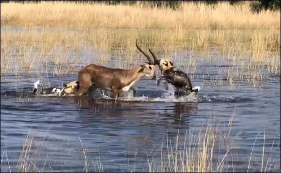 Chó hoang hạ sát linh dương.