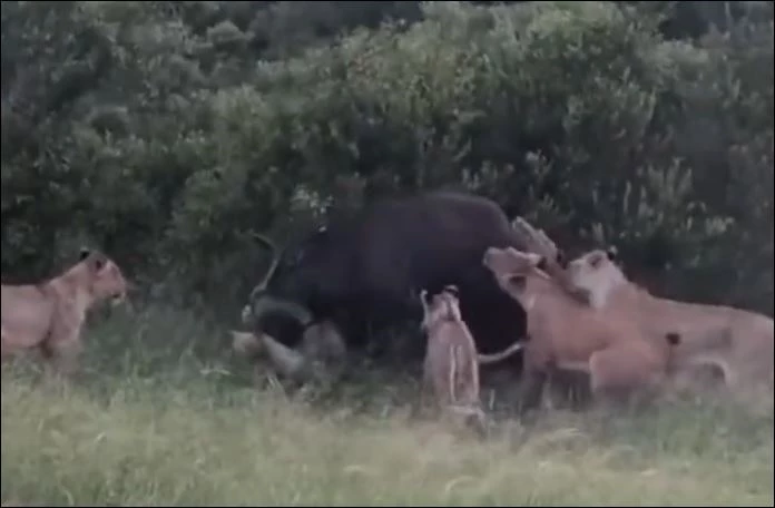 Bầy sư tử xúm lại hạ sát trâu rừng.