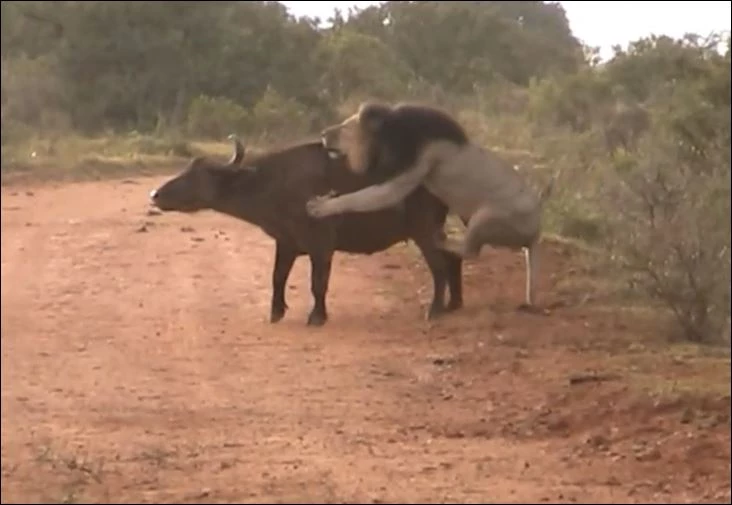 Trâu rừng bị sư tử tấn công.