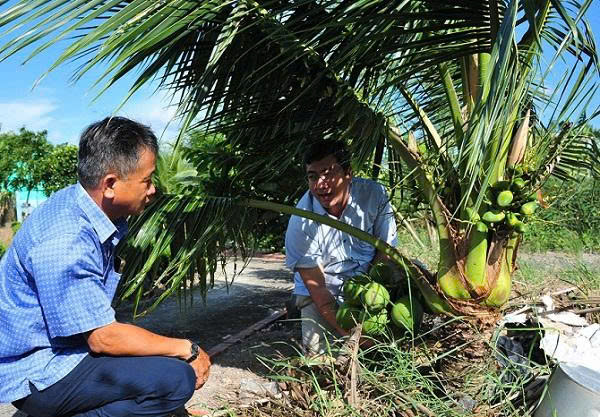 Bàn giải pháp quản lý 'sức khỏe' cây dừa