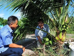 Bàn giải pháp quản lý 'sức khỏe' cây dừa