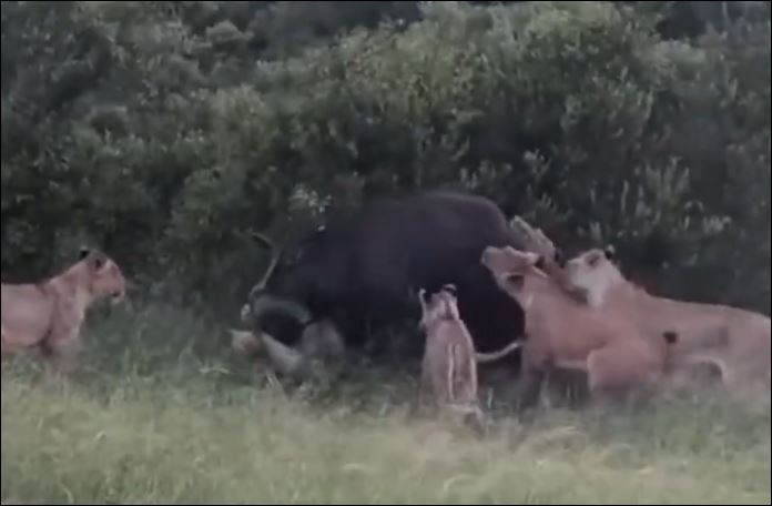 Trâu rừng tuyệt vọng cầu cứu khi bị bầy sư tử ‘xâu xé’