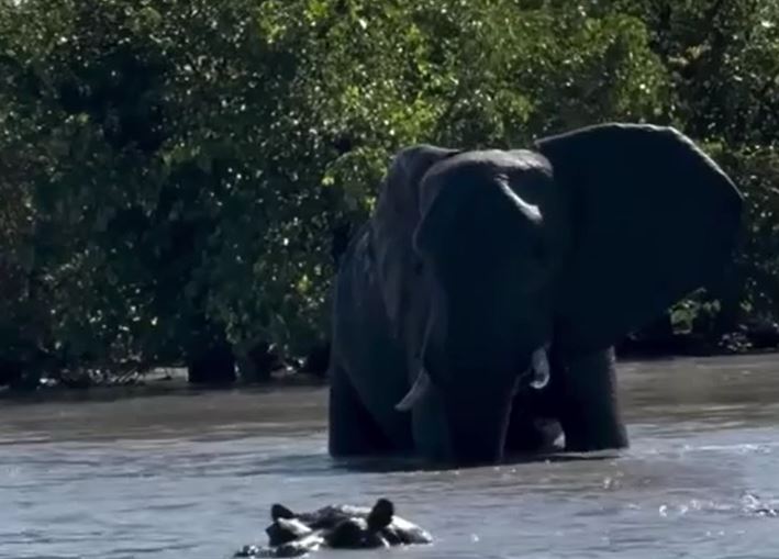 Voi đực nổi giận, dạy cho hà mã bài học nhớ đời giữa hồ nước