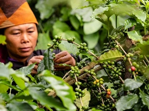 Giá nông sản ngày 7/11/2025: Cà phê tăng nhẹ, hồ tiêu ổn định