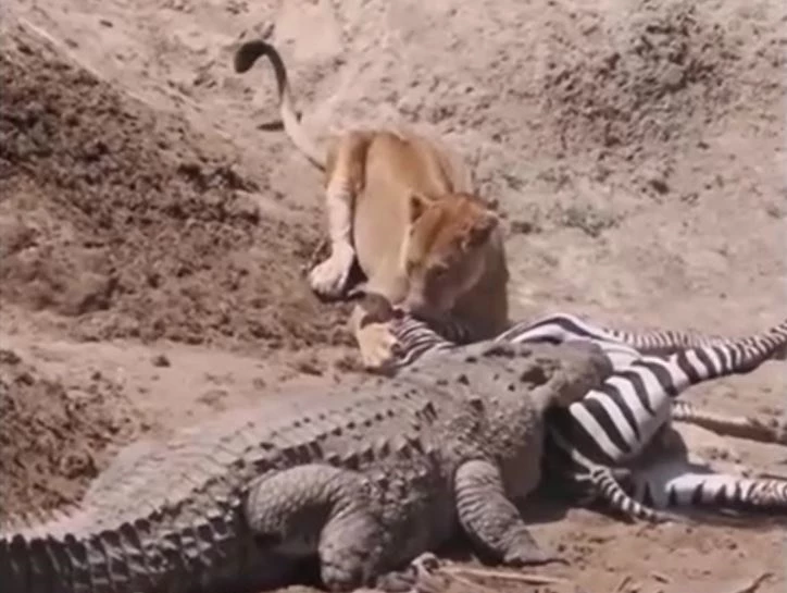 Ảnh cắt từ clip.