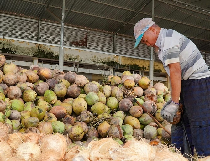 Hợp tác xã Dừa Tiền Giang cho biết, hiện nay đơn vị đang gặp nhiều khó khăn trong việc thu gom dừa do giá cả bấp bênh Hợp tác xã Dừa Tiền Giang cho biết, hiện nay đơn vị đang gặp nhiều khó khăn trong việc thu gom dừa do giá cả bấp bênh