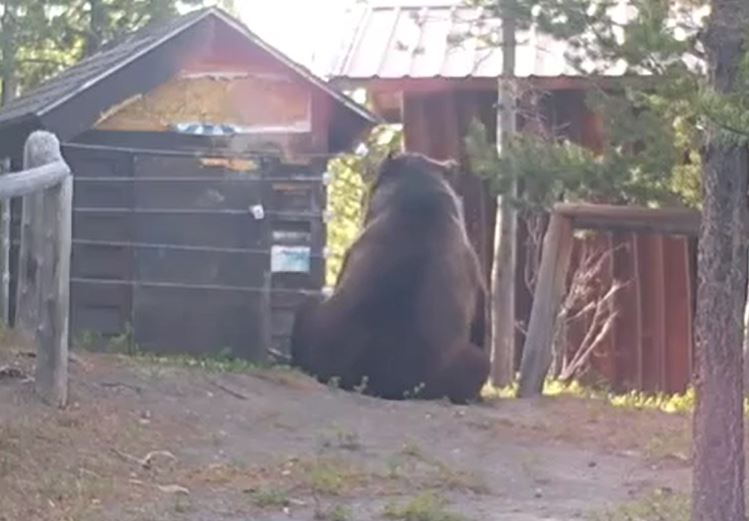 Cố gắng đột nhập nhà dân, gấu khổng lồ nhận cái kết khiến nó ‘bật ngửa’ bỏ chạy