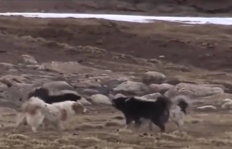 Ảnh cắt từ clip.