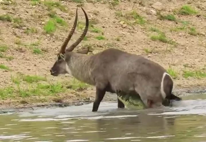 Ảnh cắt từ clip.