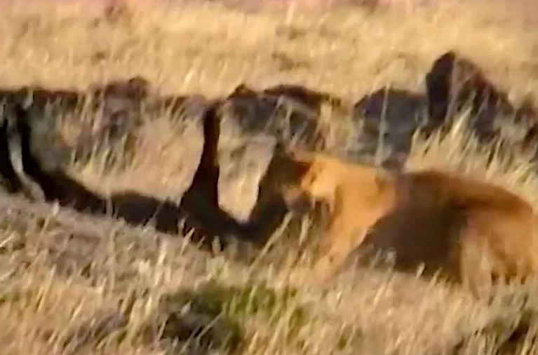 Ảnh cắt từ clip.