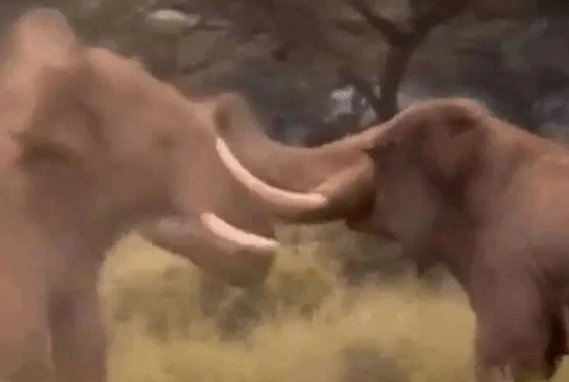 Ảnh cắt từ clip.