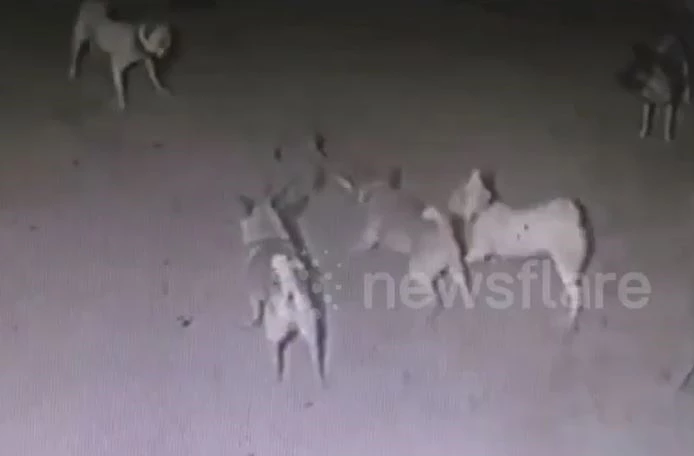 Ảnh cắt từ clip.