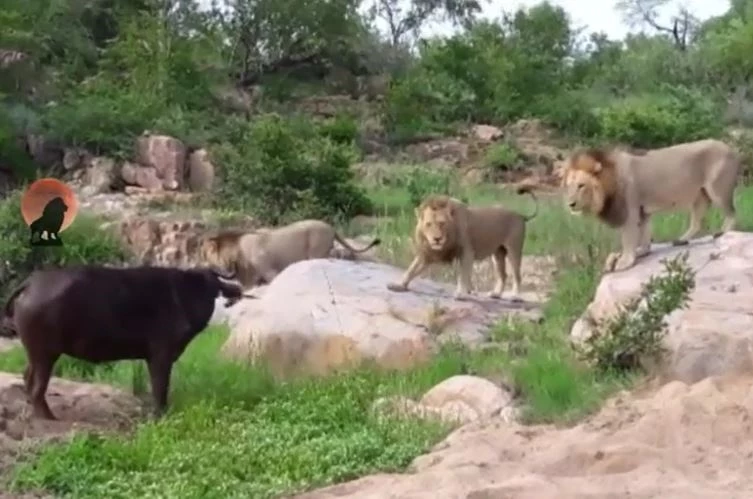 Ảnh cắt từ clip.