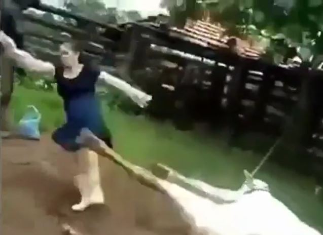 Định vuốt ve bò mẹ vừa sinh, người phụ nữ nhận cú đá trời giáng