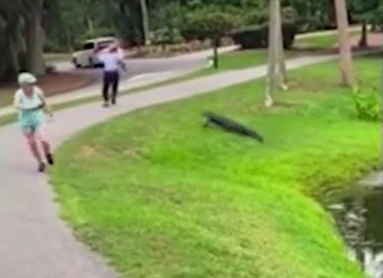 Đang câu cá thư giãn, người đàn ông hoảng hồn khi cá sấu bất ngờ lao lên tấn công