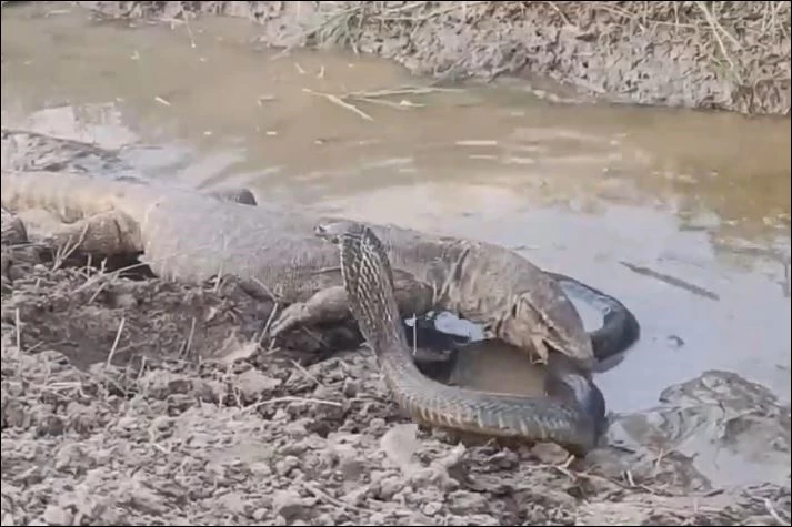 Kỳ đà tấn công rắn hổ mang kịch độc.