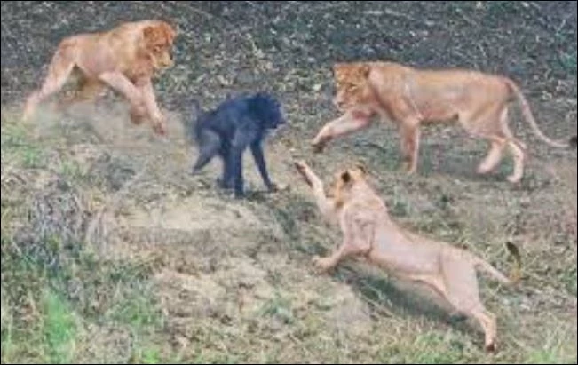 Bầy sư tử tấn công khỉ đầu chó.