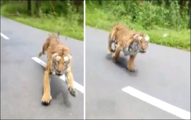 Hổ lao ra tấn công.