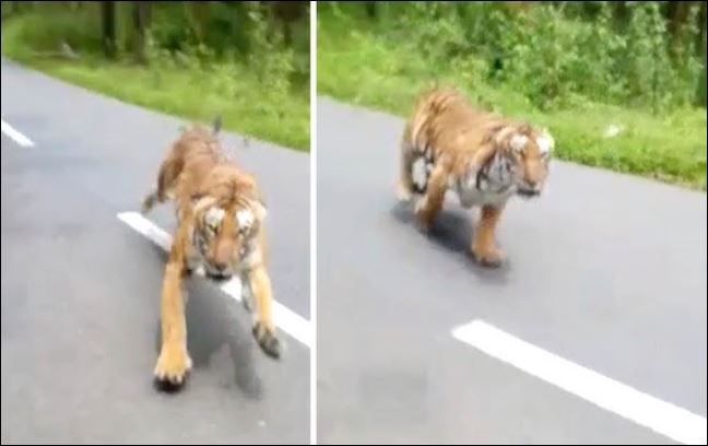 Đang chạy xe máy, người đàn ông ‘hú hồn’ khi bị hổ dữ lao ra tấn công