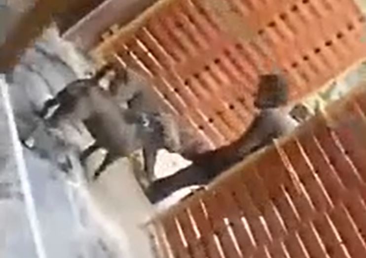 Đi giao bưu kiện, nam shipper bị hai con Pitbull của khách lao ra tấn công dữ dội