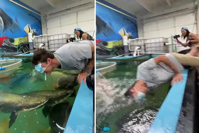 Dùng miệng cho cá hải tượng long khổng lồ ăn, người đàn ông trả giá cực đắt