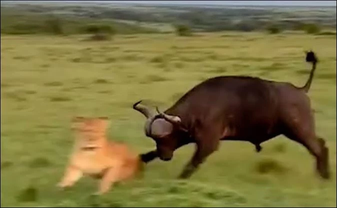 Trâu rừng lao tới tấn công sư tử.