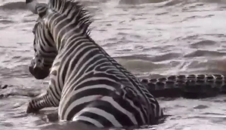 Ảnh cắt từ clip.