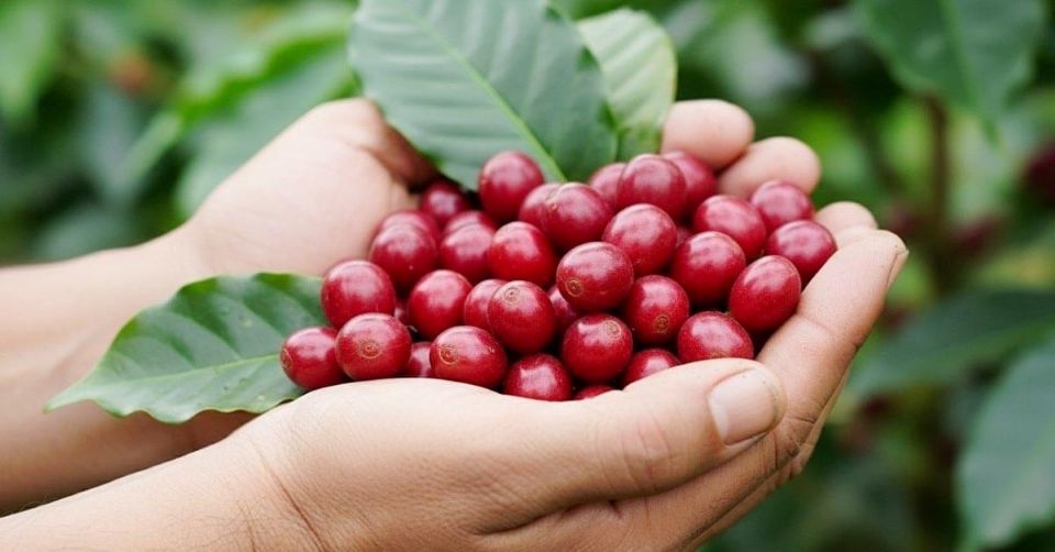 Giá nông sản ngày 12/11/2025: Cà phê lao dốc, hồ tiêu vẫn neo ở mức cao