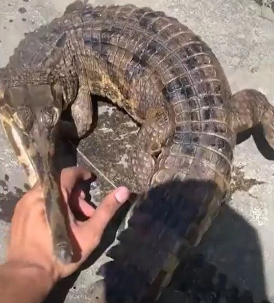 Ảnh cắt từ clip.