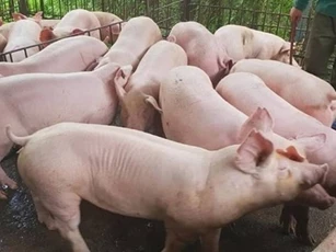 Giá heo hơi ngày 12/11/2025: Tiếp tục xu hướng giảm nhẹ trên cả ba miền