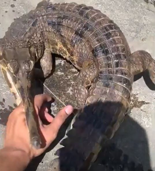 Dại dột dùng tay vuốt ve cá sấu, người đàn ông nhận ngay cái kết đổ máu