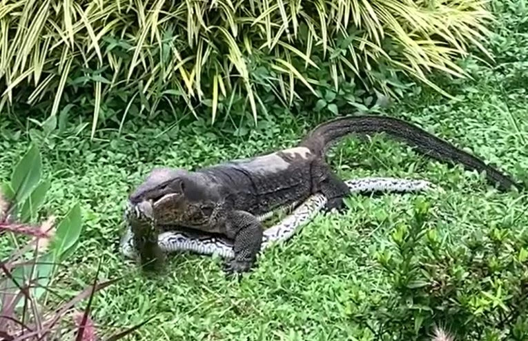 Ảnh cắt từ clip.