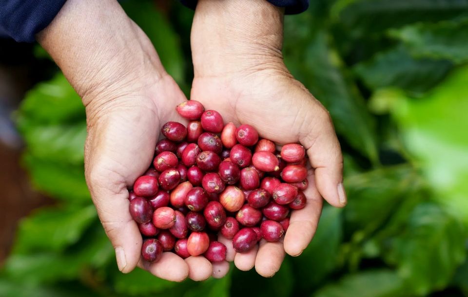 Giá nông sản 13/11/2025: Cà phê và hồ tiêu đều giảm