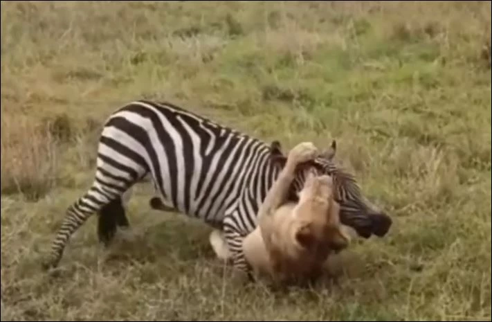Sư tử tóm gọn ngựa vằn.