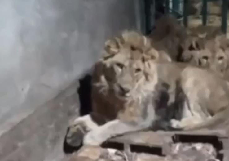 Vào chuồng quay clip với sư tử để gây ấn tượng với bạn gái, người đàn ông phải trả giá cực đắt