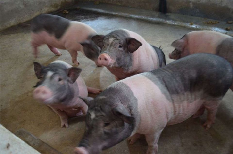 Giá heo hơi ngày 14/11/2025: Đi ngang trên toàn quốc