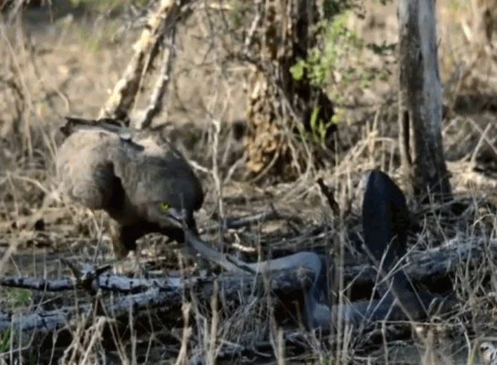 Ảnh cắt từ clip.