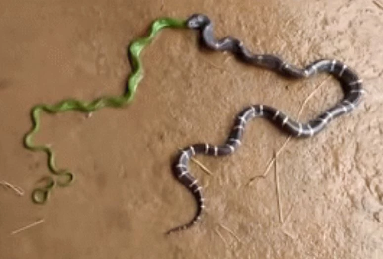 Ảnh cắt từ clip.